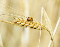 Photograph of Barley