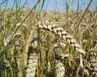 Photograph of Durum Wheat