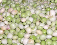 Photograph of Pigeonpeas