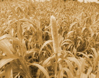 Photograph of Sorghum-kharif