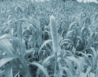 Photograph of Sorghum-rabi