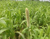 Photograph of Sorghum